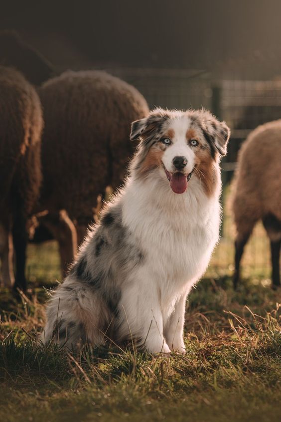 Australian shepherd sitting looking at the camera