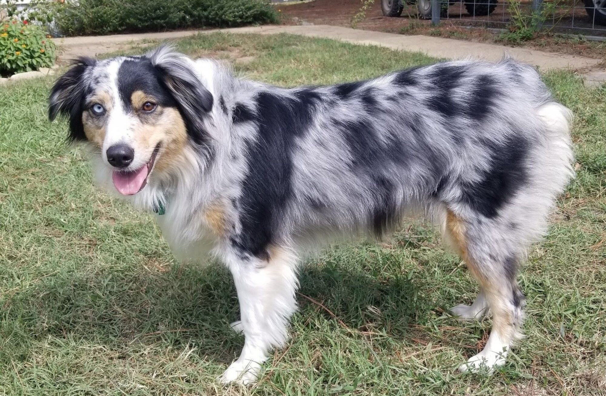 Pepper the Australian Shepherd