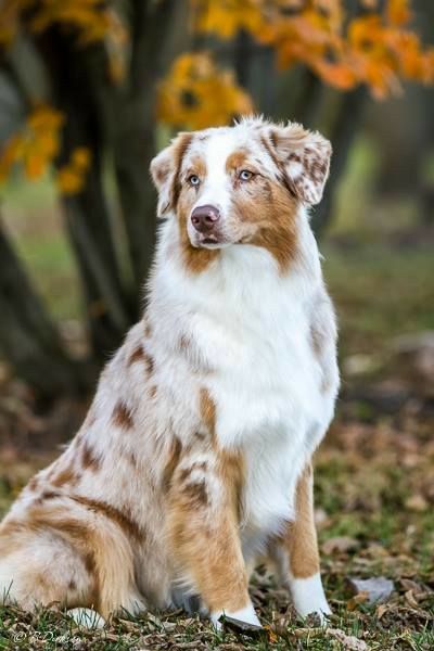 Australian Shepherd sitting looking away from camera