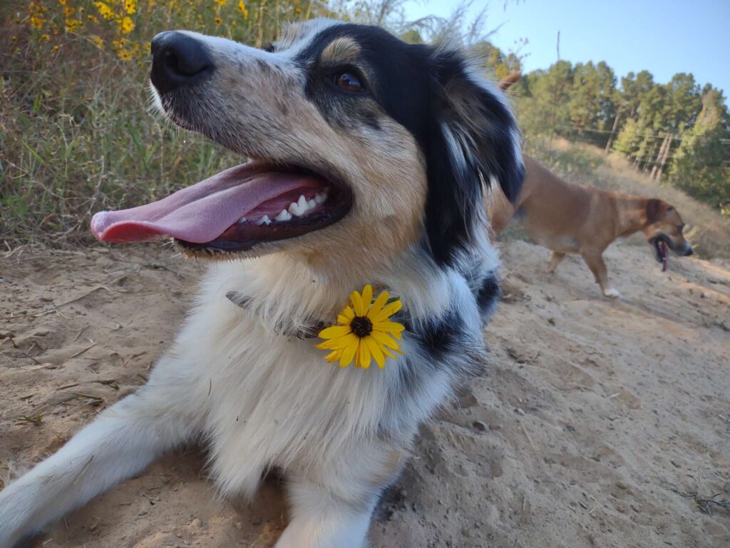 Pepper the Australian Shepherd