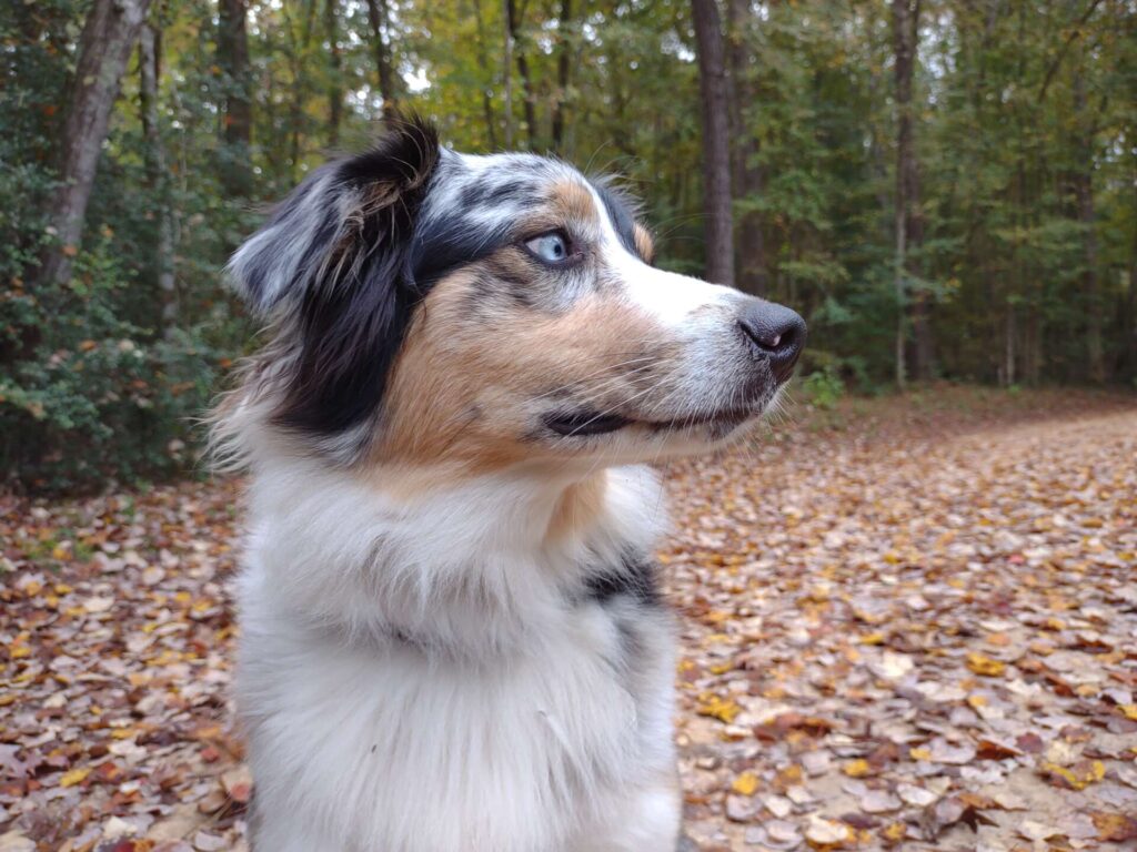 Pepper the Australian Shepherd