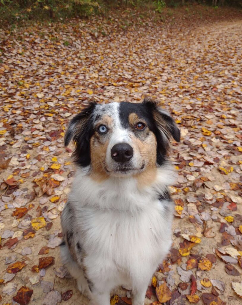 Pepper the Australian shepherd
