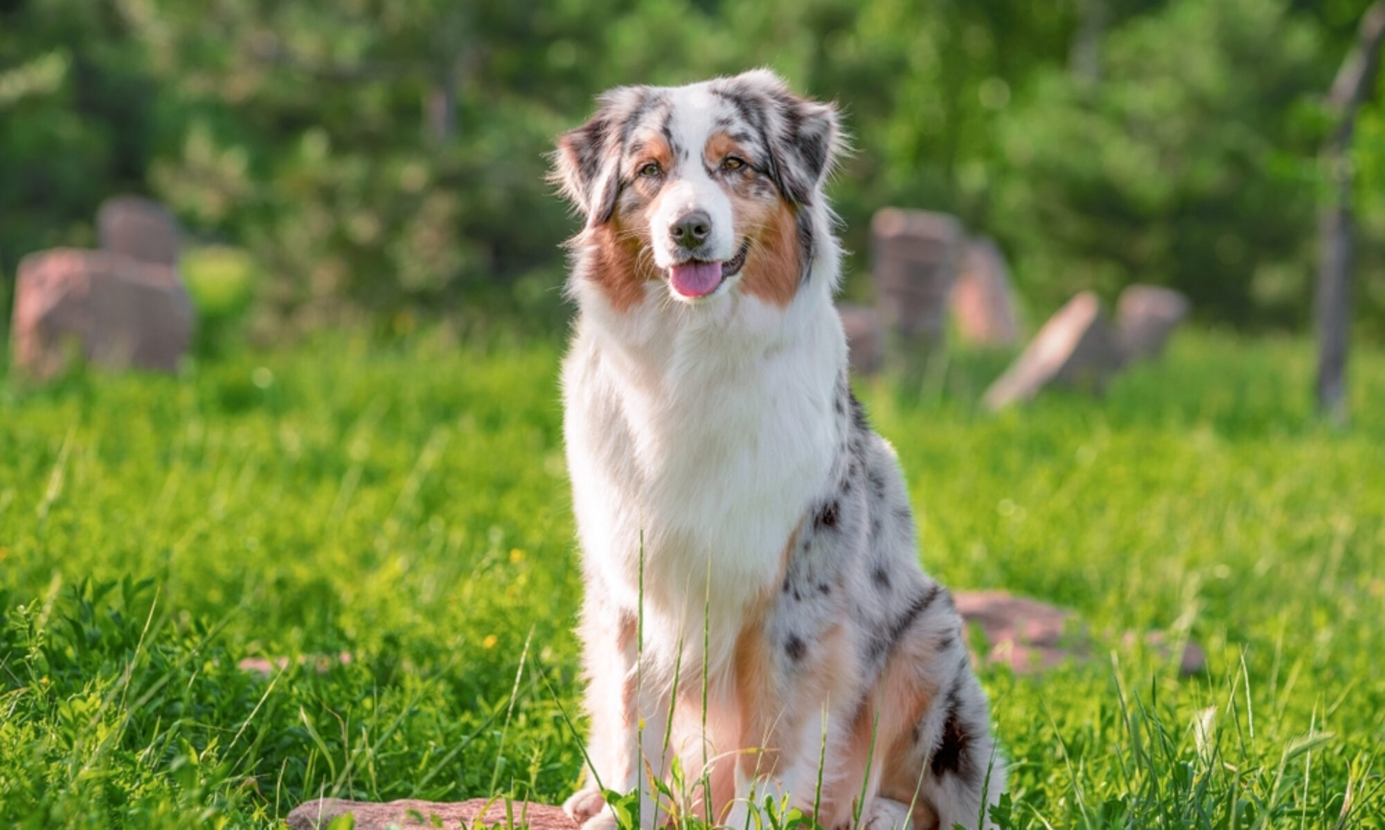 Australian Shepherd looking at camera