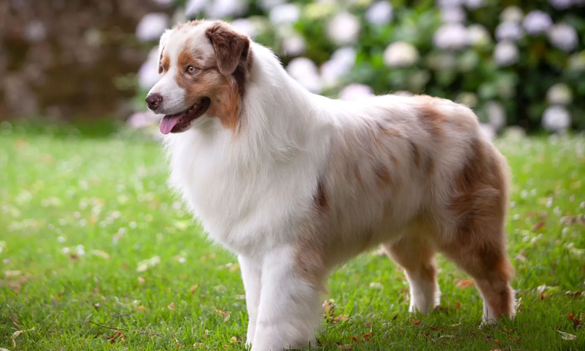 Red merle Australian Shepherd sideways