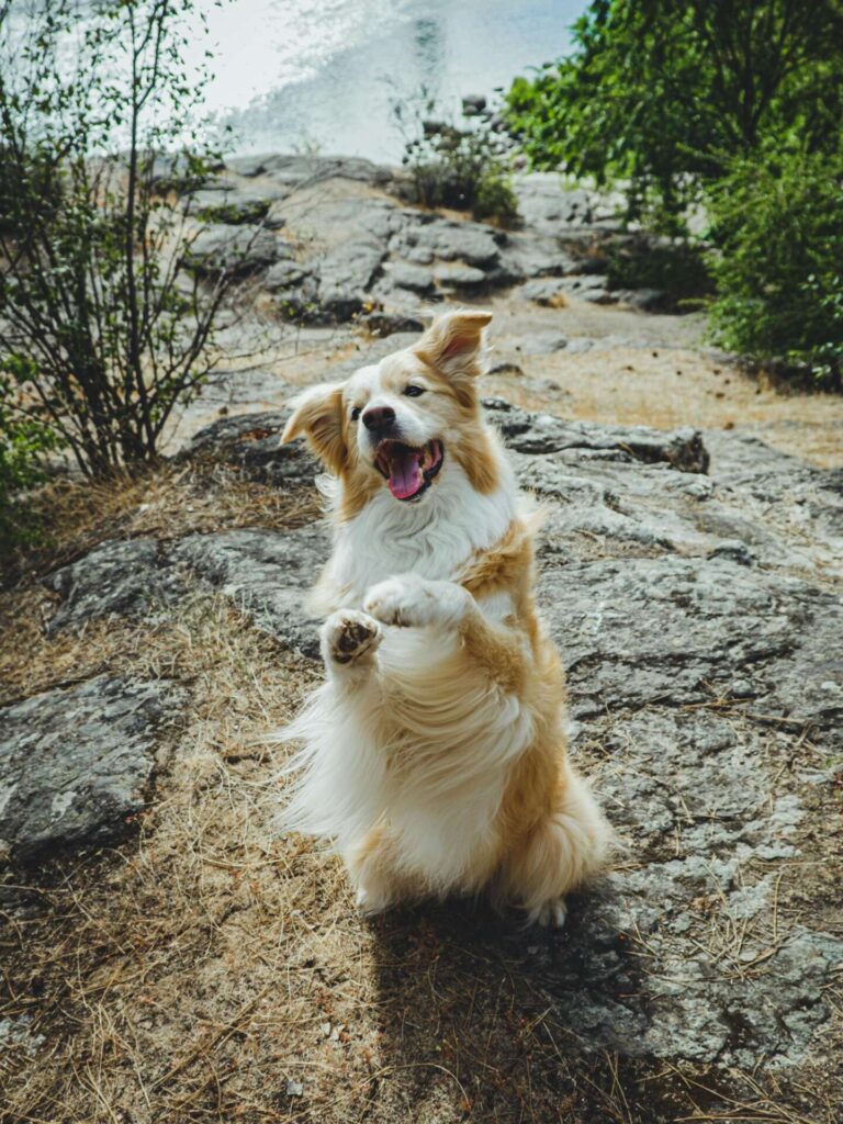 Australian Shepherd sitting on a rock