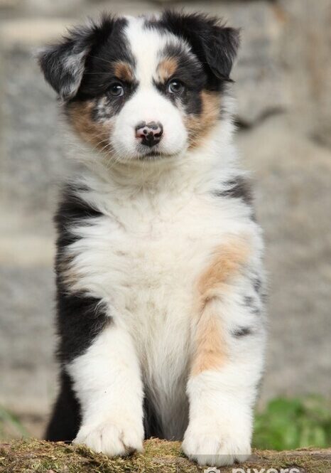 Australian shepherd puppy on its front legs