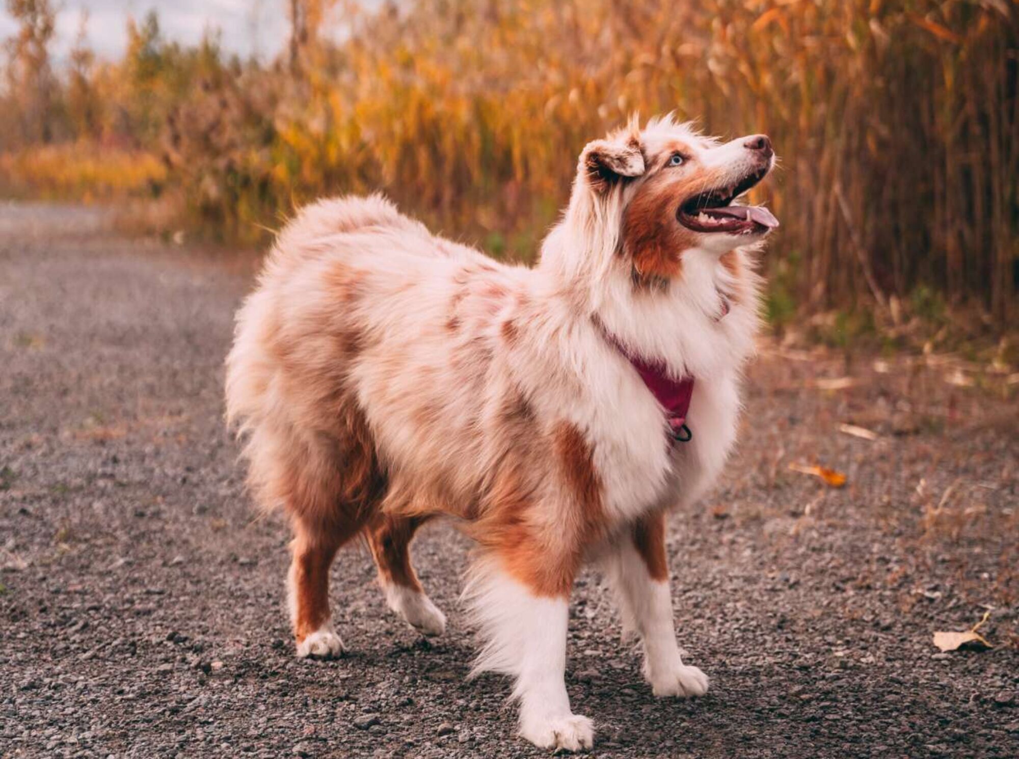 Australian Shepherd in a pink harness