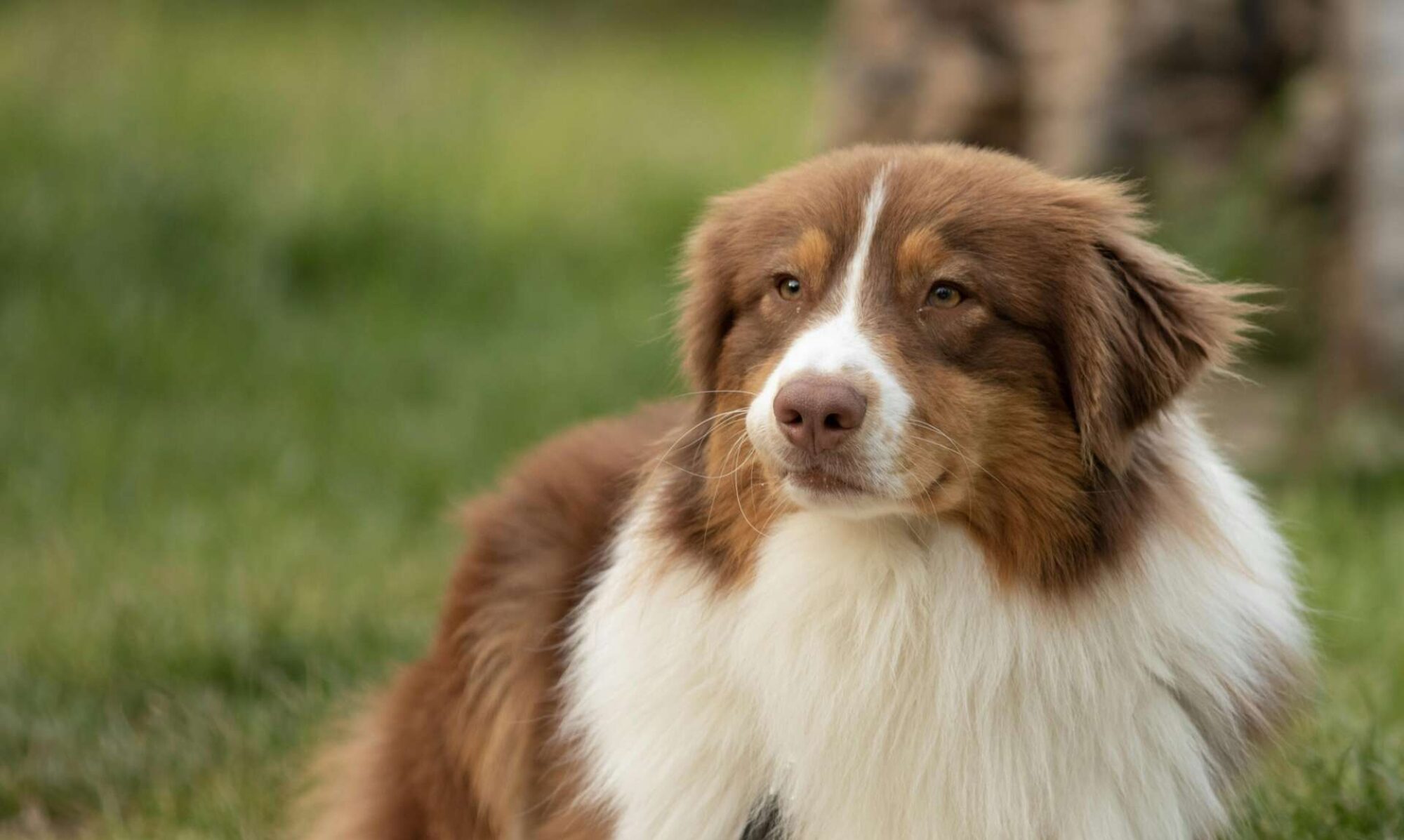 Australian shepherd with brown head