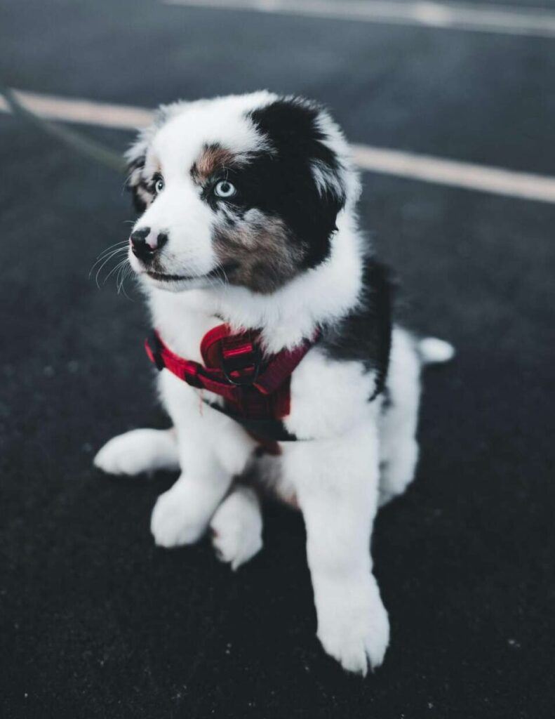 Australian Shepherd Puppy in a red harness