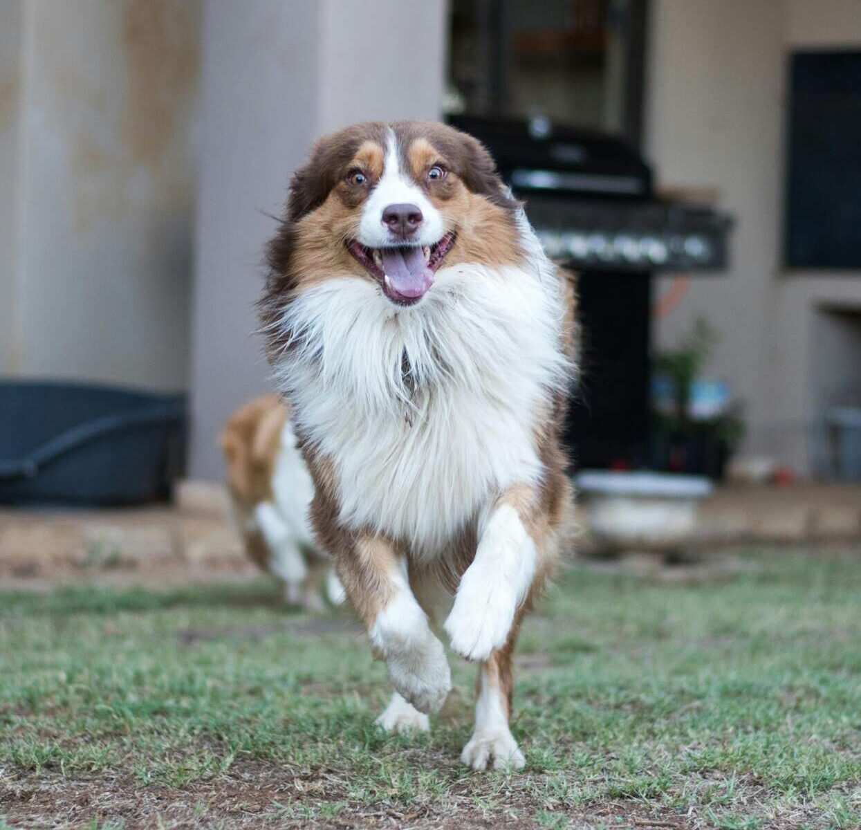 Australian Shepherd running towards camera